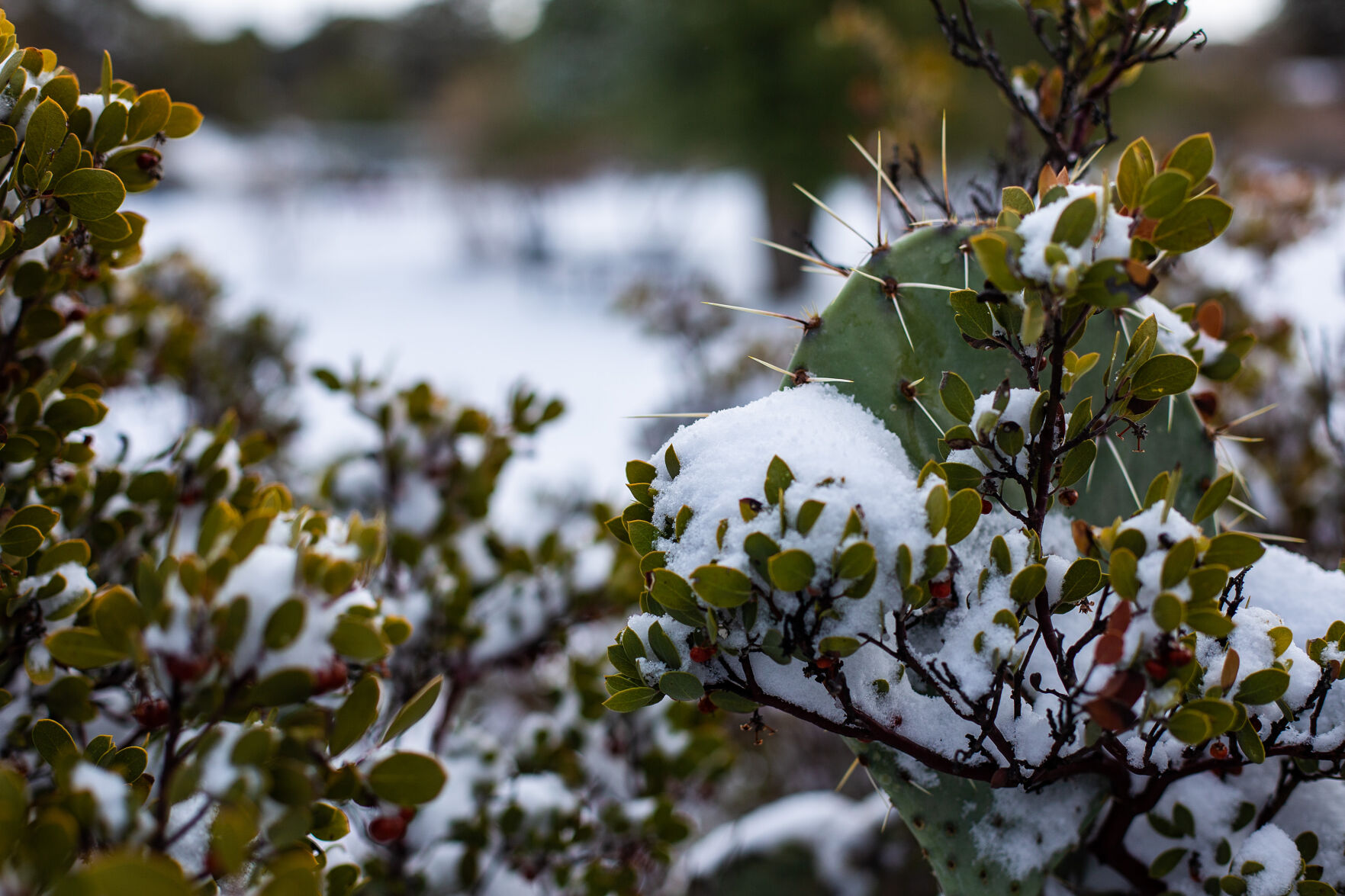 Snow